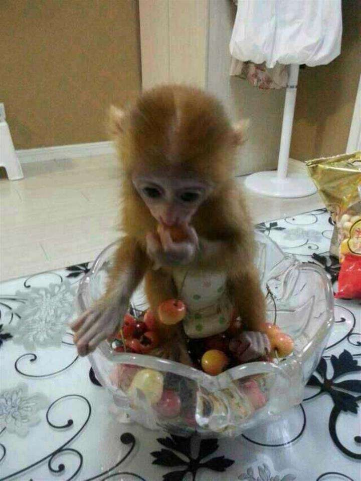 西弗吉尼亚州身份证怎么买高仿
